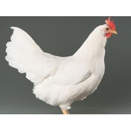 Poule Blanche Leghorn Prête à Pondre 18-21 sem. - Vaccinée