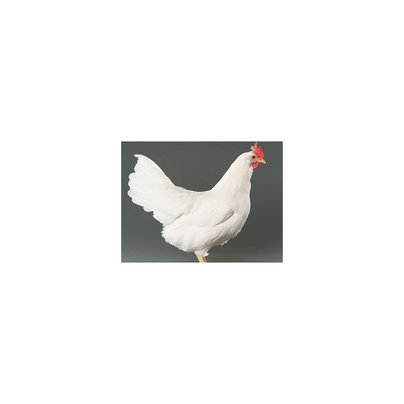 Poule Blanche Leghorn Prête à Pondre 18-21 sem. - Vaccinée