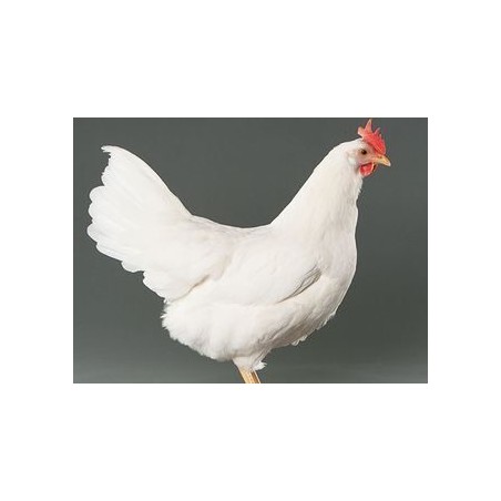 Poule Blanche Leghorn Prête à Pondre 18-21 sem. - Vaccinée