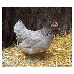 Poule Cendrée Prête à Pondre 18-21 sem. - Vaccinée