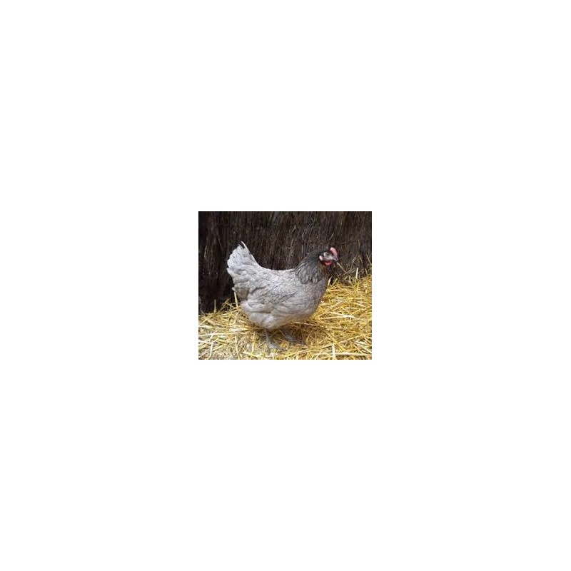 Poule Cendrée Prête à Pondre 18-21 sem. - Vaccinée