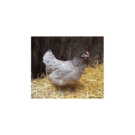 Poule Cendrée Prête à Pondre 18-21 sem. - Vaccinée