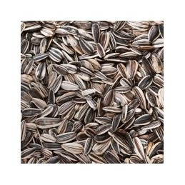 Graines de Tournesol Strié – Aliment Énergétique de Haute Qualité
