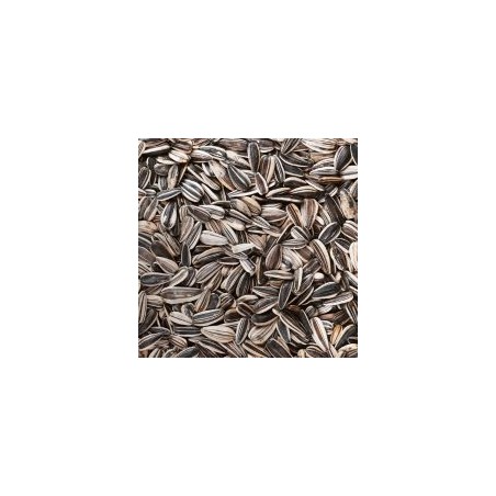 Graines de Tournesol Strié – Aliment Énergétique de Haute Qualité