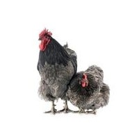 Alimentation & Matériel pour Volailles et Poules | La Ferme de Marine